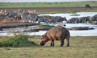 2 day Tanzania safari to Lake Manyara and Ngorongoro Crater from Arusha