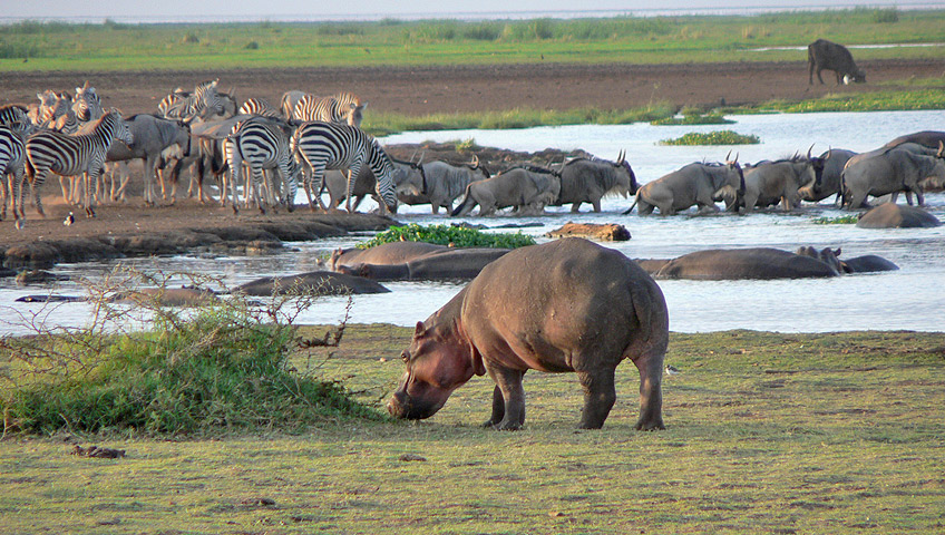 2 day Tanzania safari to Lake Manyara and Ngorongoro Crater from Arusha