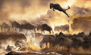 3 Days Masai Mara Safari Adventure wilderbeest migration