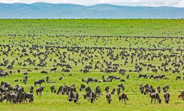 3 day Tanzania safari to Serengeti and Ngorongoro Crater from Arusha