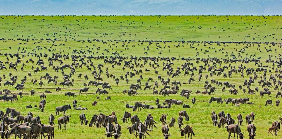 3 day Tanzania safari to Serengeti and Ngorongoro Crater from Arusha