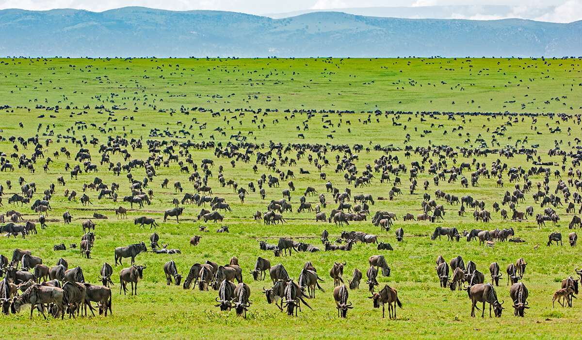 3 day Tanzania safari to Serengeti and Ngorongoro Crater from Arusha