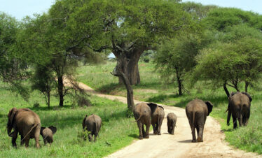8 days Tanzania wildlife safari to Serengeti Ngorongoro and Tarangire