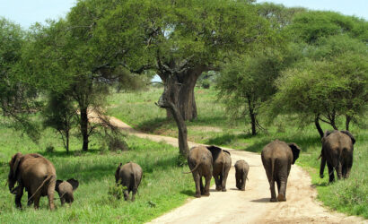 8 days Tanzania wildlife safari to Serengeti Ngorongoro and Tarangire