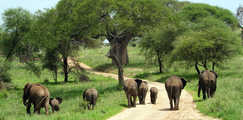 8 days Tanzania wildlife safari to Serengeti Ngorongoro and Tarangire