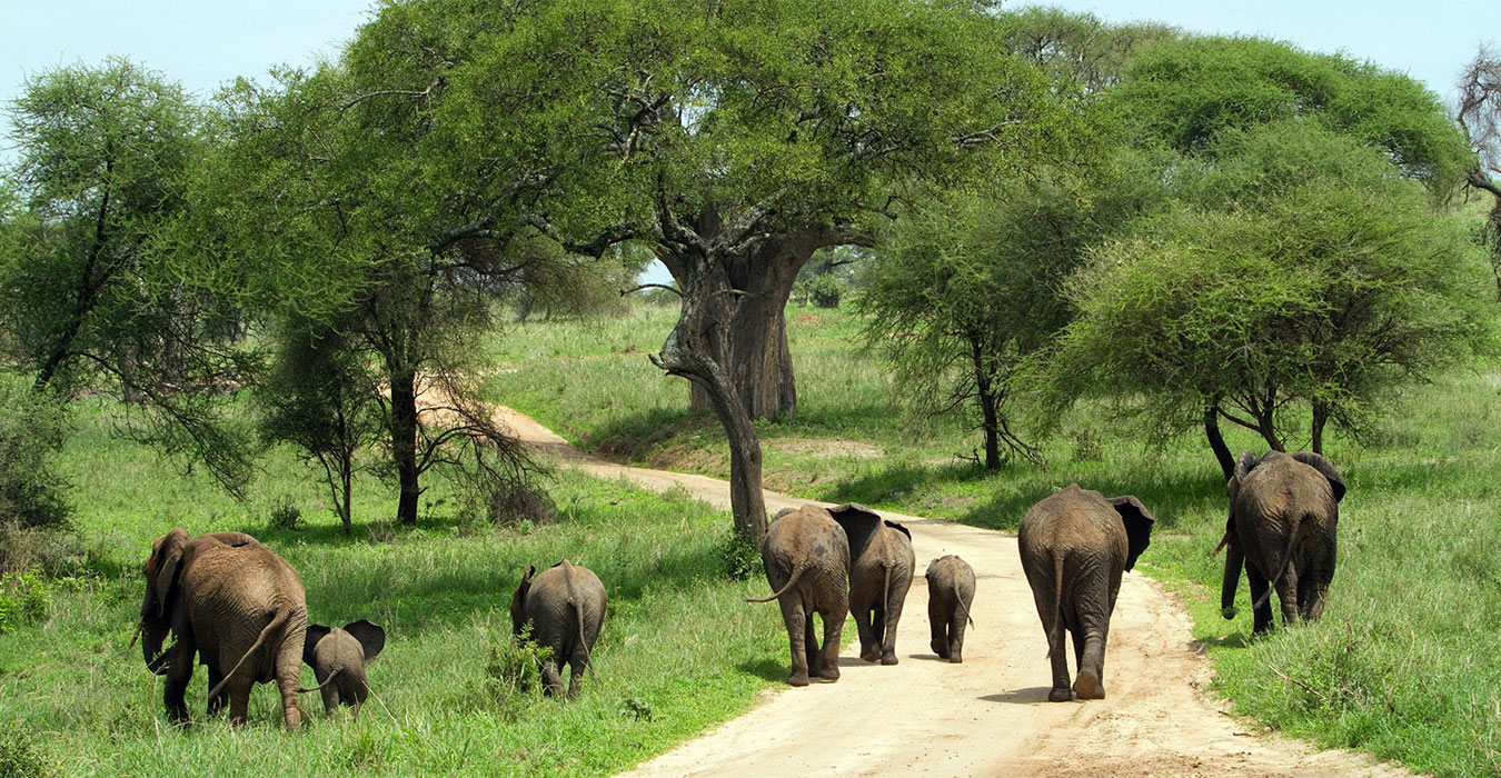 8 days Tanzania wildlife safari to Serengeti Ngorongoro and Tarangire