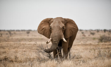 Amboseli Safari by Air – 3 Days, 2 Nights