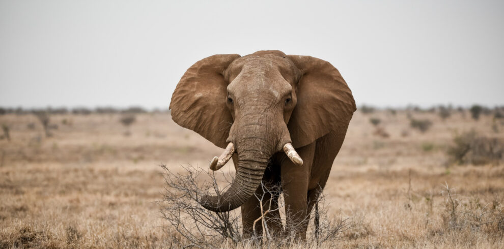 Amboseli Safari by Air – 3 Days, 2 Nights