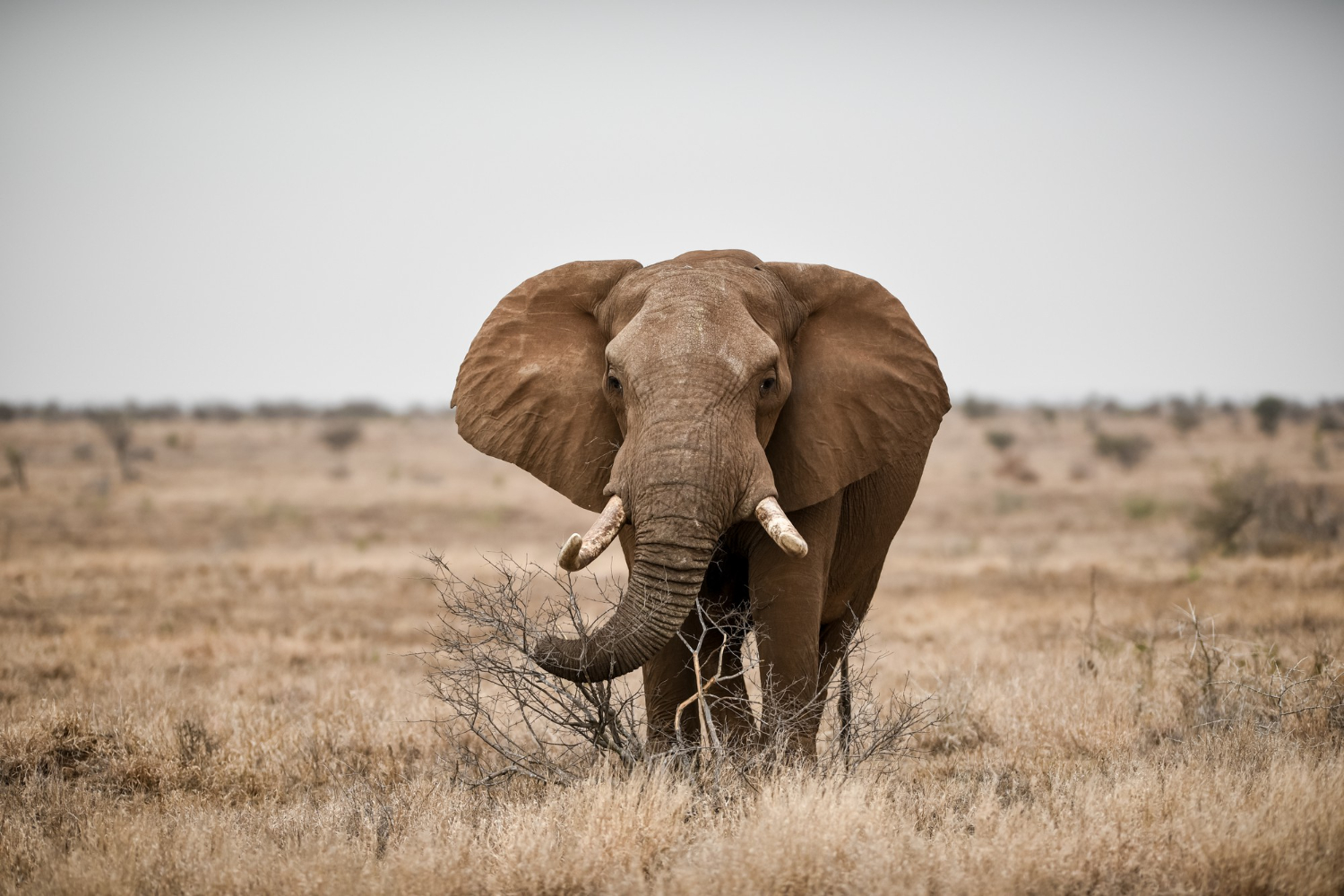 Amboseli Safari by Air – 3 Days, 2 Nights