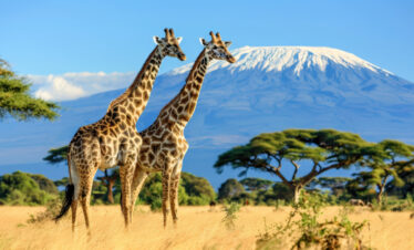 Amboseli Wildlife Safari