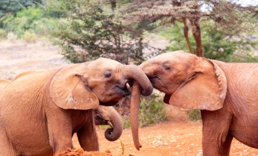 Elephant & Rhino Orphanage Visit – 3 Hour Tour
