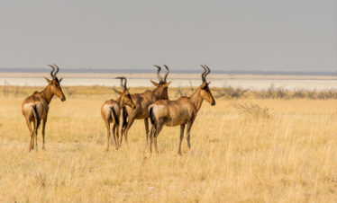 Kenya Highlights Safari – 5 Days 4 Nights