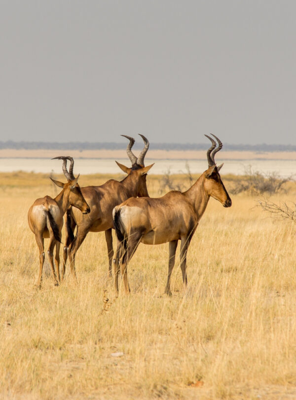 Kenya Highlights Safari – 5 Days 4 Nights