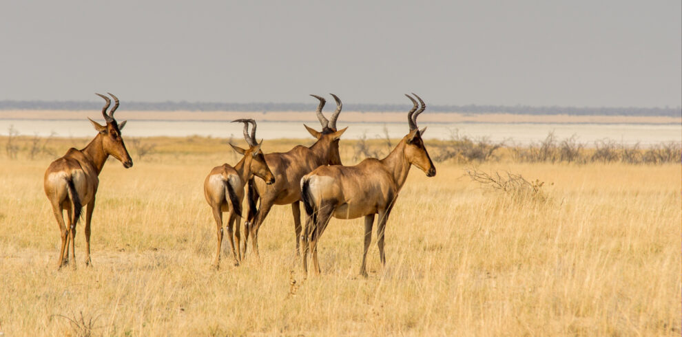 Kenya Highlights Safari – 5 Days 4 Nights