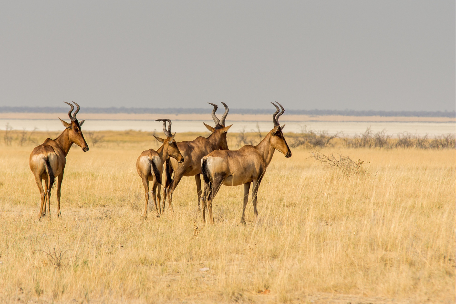 Kenya Highlights Safari – 5 Days 4 Nights