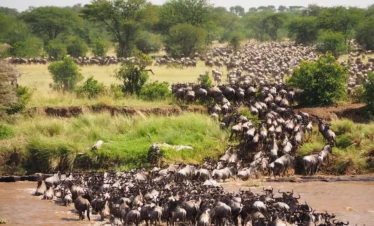 Kenya Wildebeest Migration Safari Package with Masai Mara Game Drives