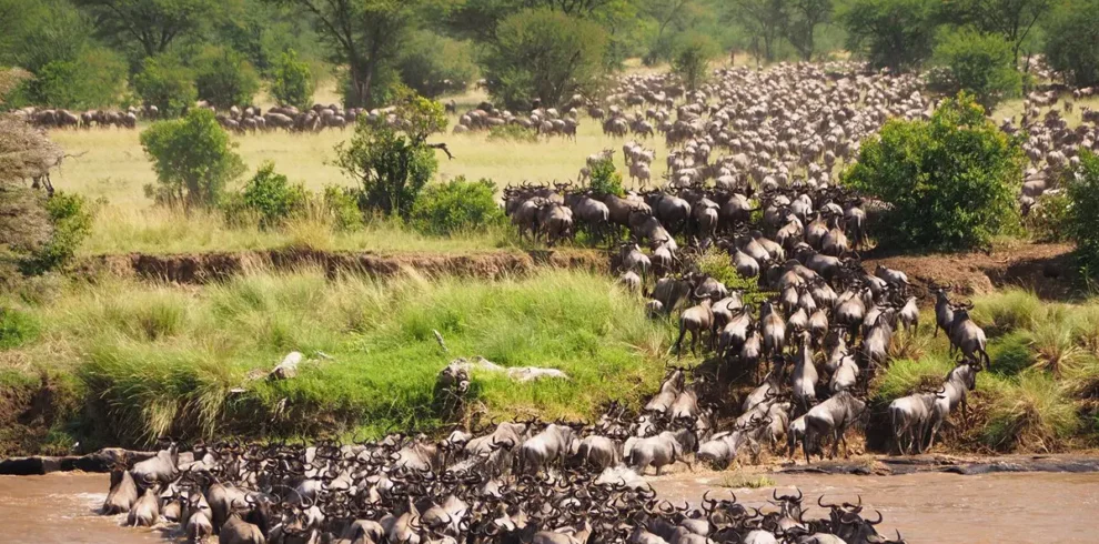 Kenya Wildebeest Migration Safari Package with Masai Mara Game Drives