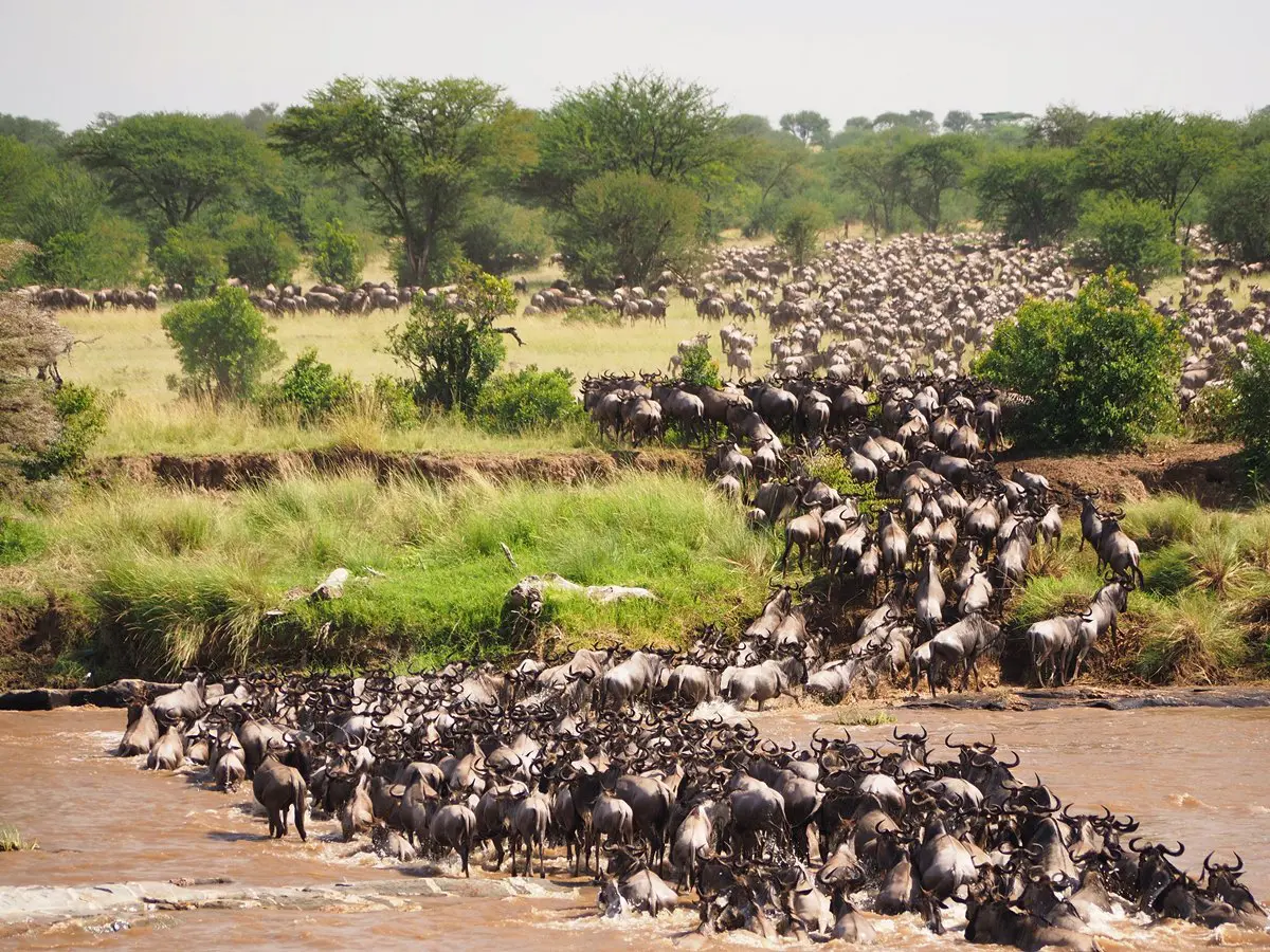 Kenya Wildebeest Migration Safari Package with Masai Mara Game Drives