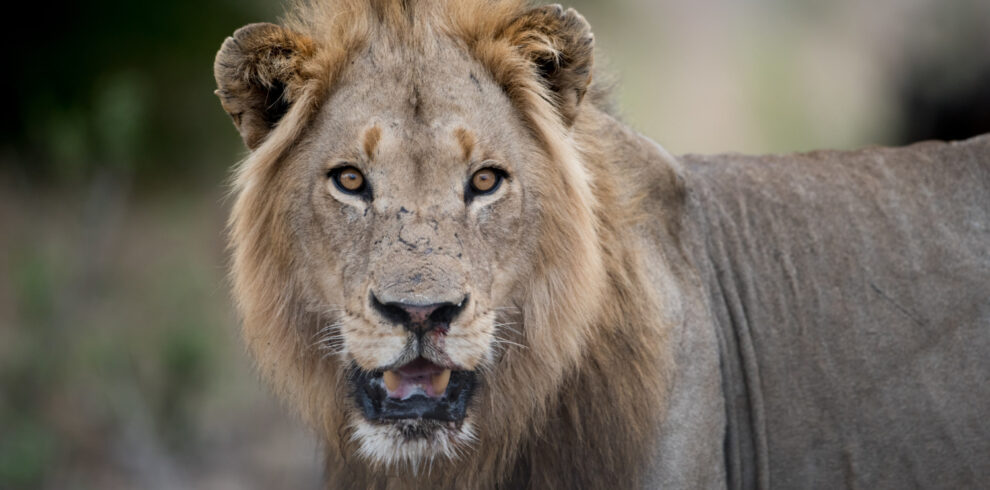 Masai Mara great migration safari tours