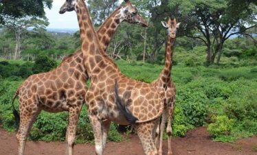 Nairobi Full Day Tour – City Landmarks, Safari Walk, Elephant Orphanage, Giraffe Centre & Bomas Experience