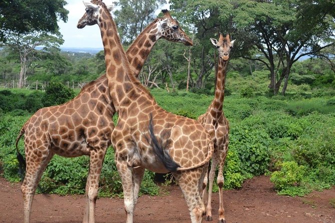 Nairobi Full Day Tour – City Landmarks, Safari Walk, Elephant Orphanage, Giraffe Centre & Bomas Experience