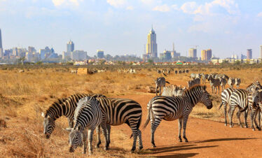 Nairobi National Park Safari – Half Day City Wildlife Adventure