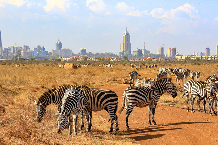 Nairobi National Park Safari – Half Day City Wildlife Adventure