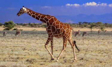 Samburu Game Reserve for an unforgettable 3 day safari.