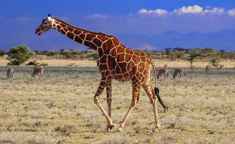 Samburu Game Reserve for an unforgettable 3 day safari.