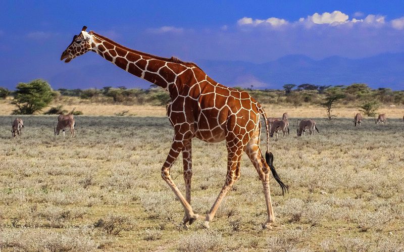 Samburu Game Reserve for an unforgettable 3 day safari.