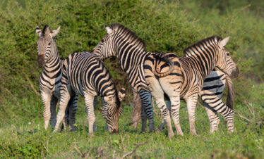 Samburu Wildlife Safari