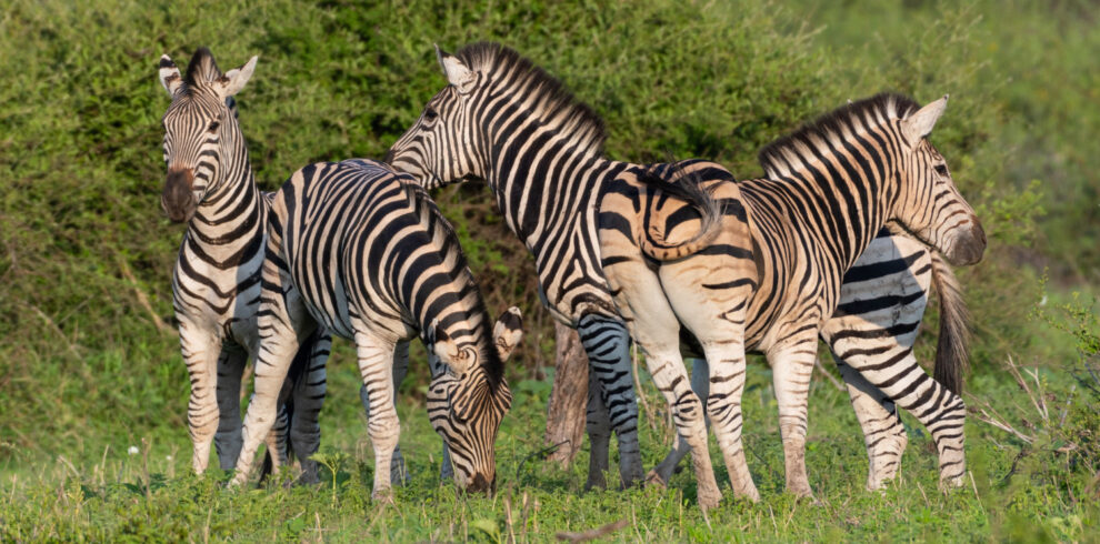Samburu Wildlife Safari
