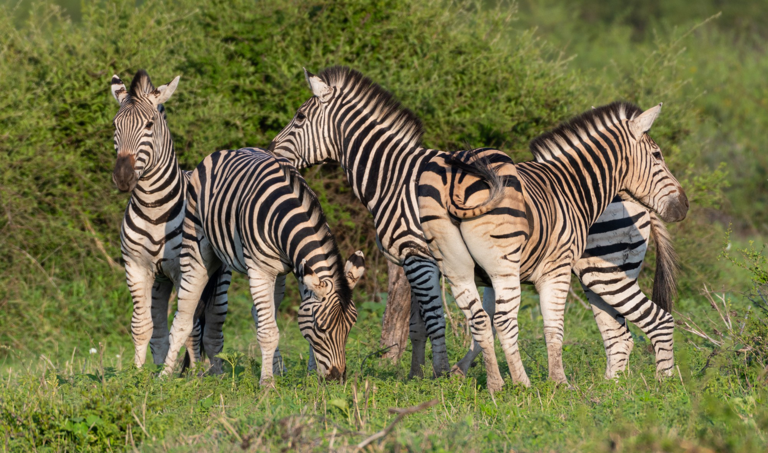 Samburu Wildlife Safari