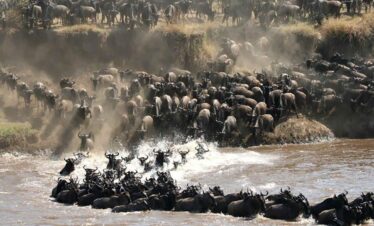 Tanzania 14 day wildebeest migration and wildlife safari itinerary