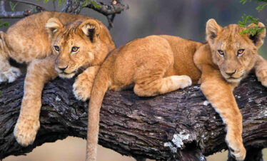 Tanzania Highlights Safari