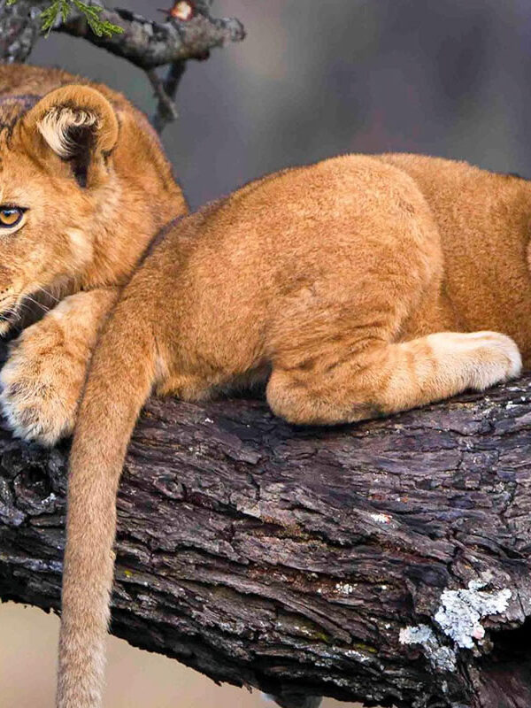Tanzania Highlights Safari
