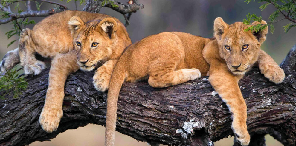 Tanzania Highlights Safari