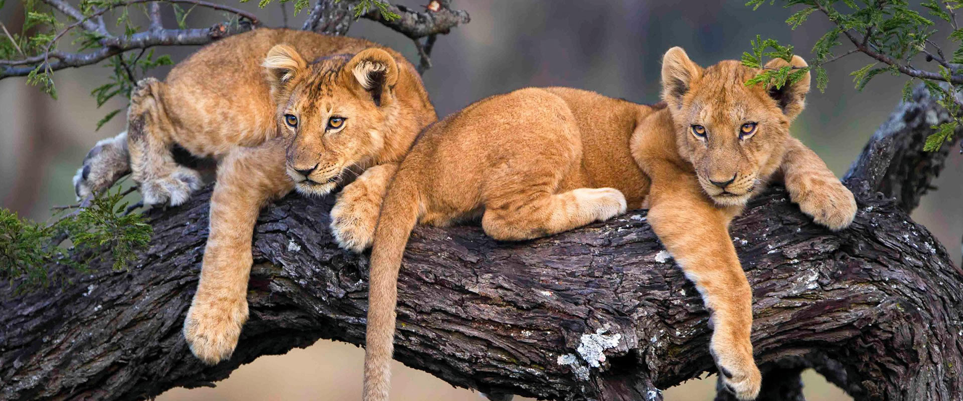 Tanzania Highlights Safari