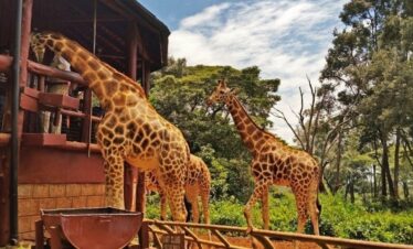 elephant orphanage and giraffe centre half day trip tFpnr