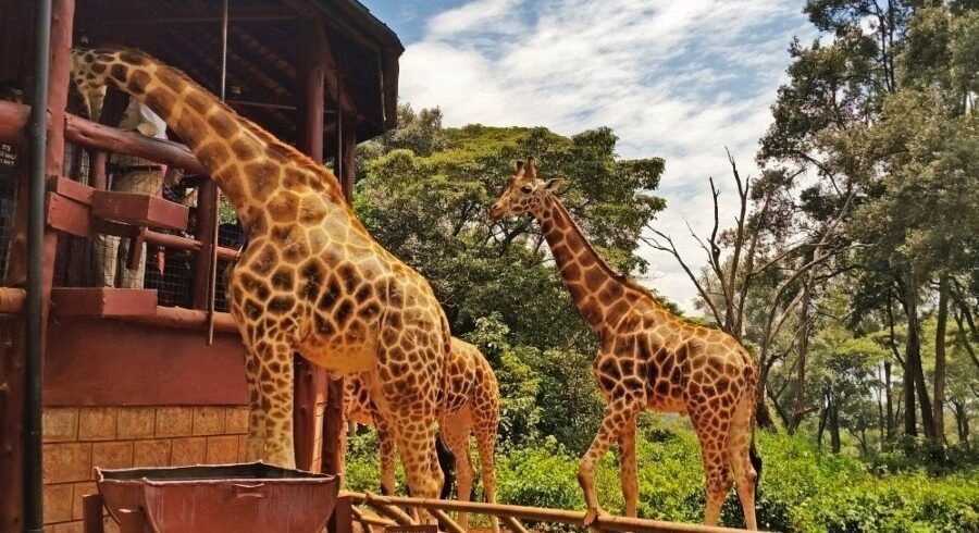 elephant orphanage and giraffe centre half day trip tFpnr