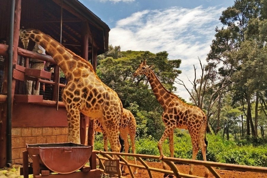 elephant orphanage and giraffe centre half day trip tFpnr