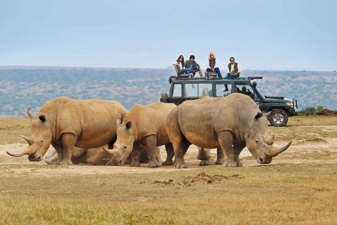 luxury wildlife safari in Kenya including Masai Mara and Ol Pejeta