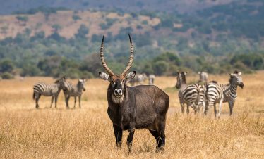 10 day Rwanda safari with gorilla trekking, chimpanzees, and big game viewing”