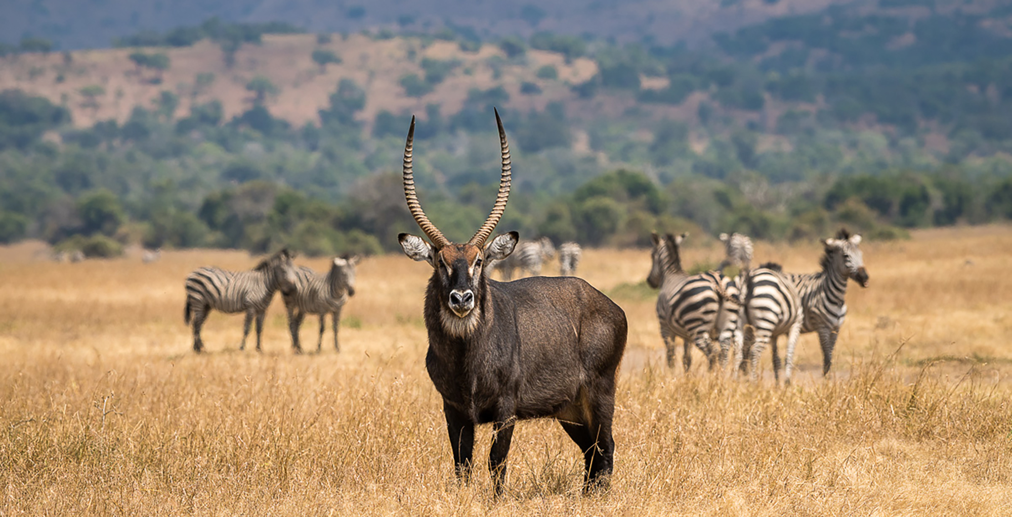 10 day Rwanda safari with gorilla trekking, chimpanzees, and big game viewing”