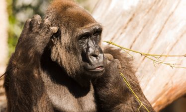 13 day Rwanda photography safari with gorilla and chimpanzee trekking