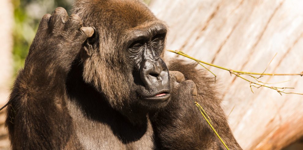 13 day Rwanda photography safari with gorilla and chimpanzee trekking