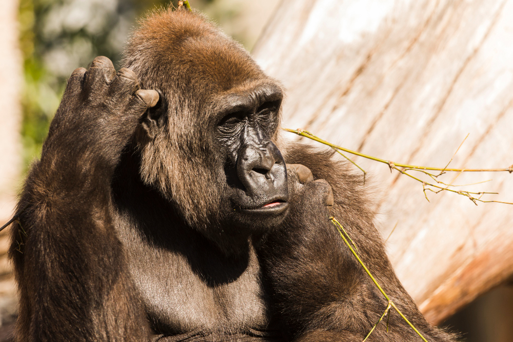 13 day Rwanda photography safari with gorilla and chimpanzee trekking