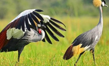 14 day Uganda birdwatching and gorilla tracking safari with specialist bird guide