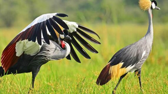 14 day Uganda birdwatching and gorilla tracking safari with specialist bird guide
