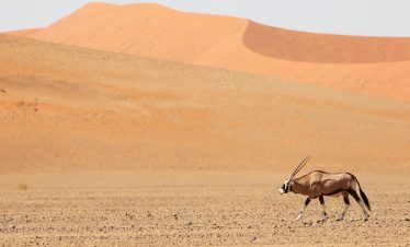 14‑day private Namibia desert and wildlife safari with naturalist guide